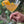 Load image into Gallery viewer, PLACITAS | OUR COCKTAIL, YOUR GLASS: 505 SIDECAR (2 cocktails)

